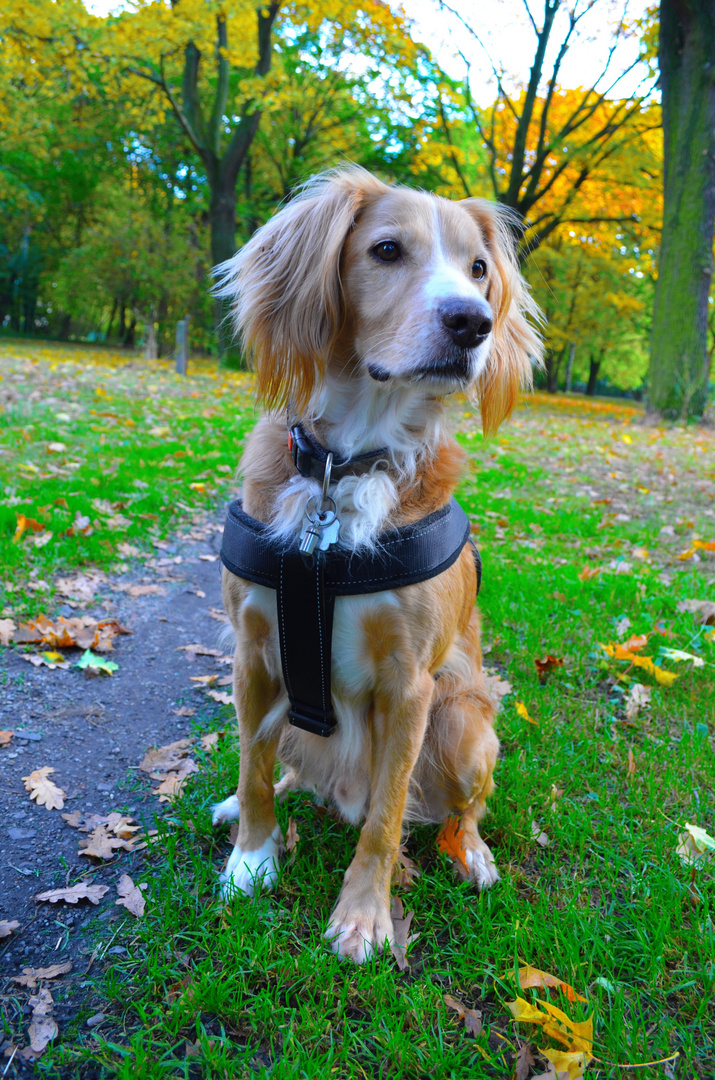 Herbstspaziergang