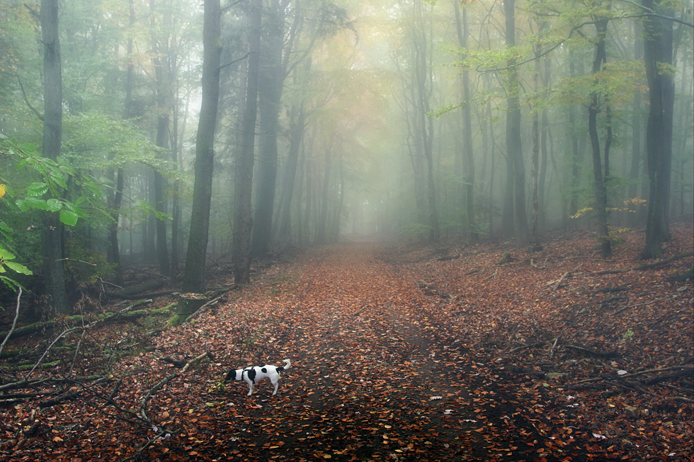 Herbstspaziergang