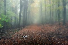 Herbstspaziergang