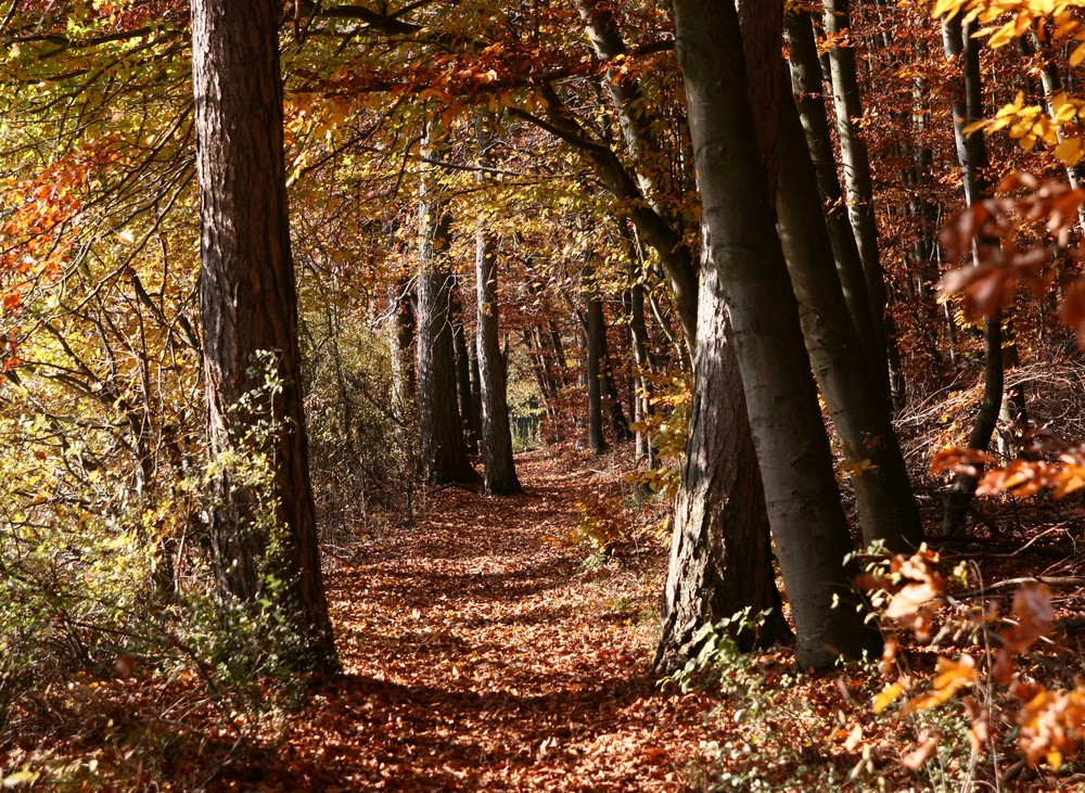 Herbstspaziergang