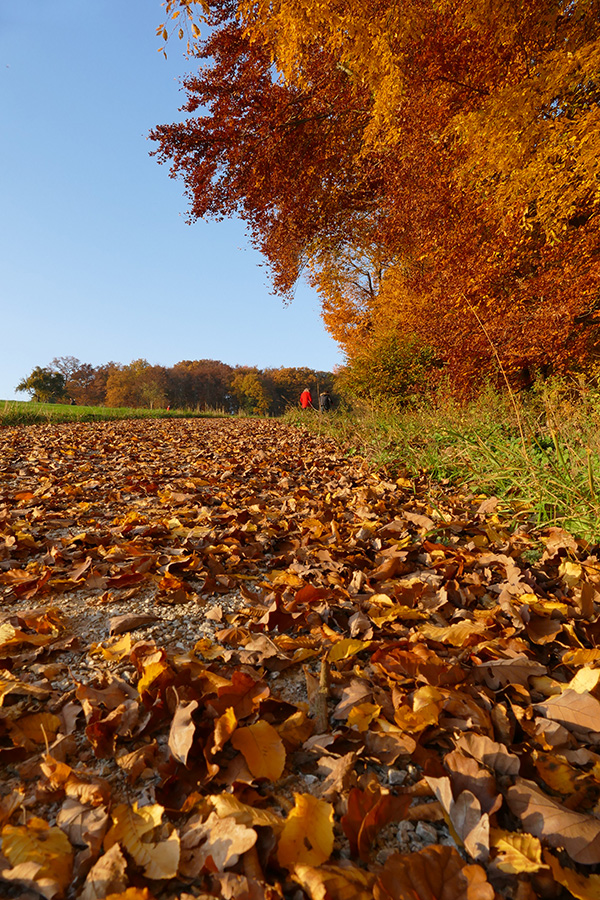 Herbstspaziergang