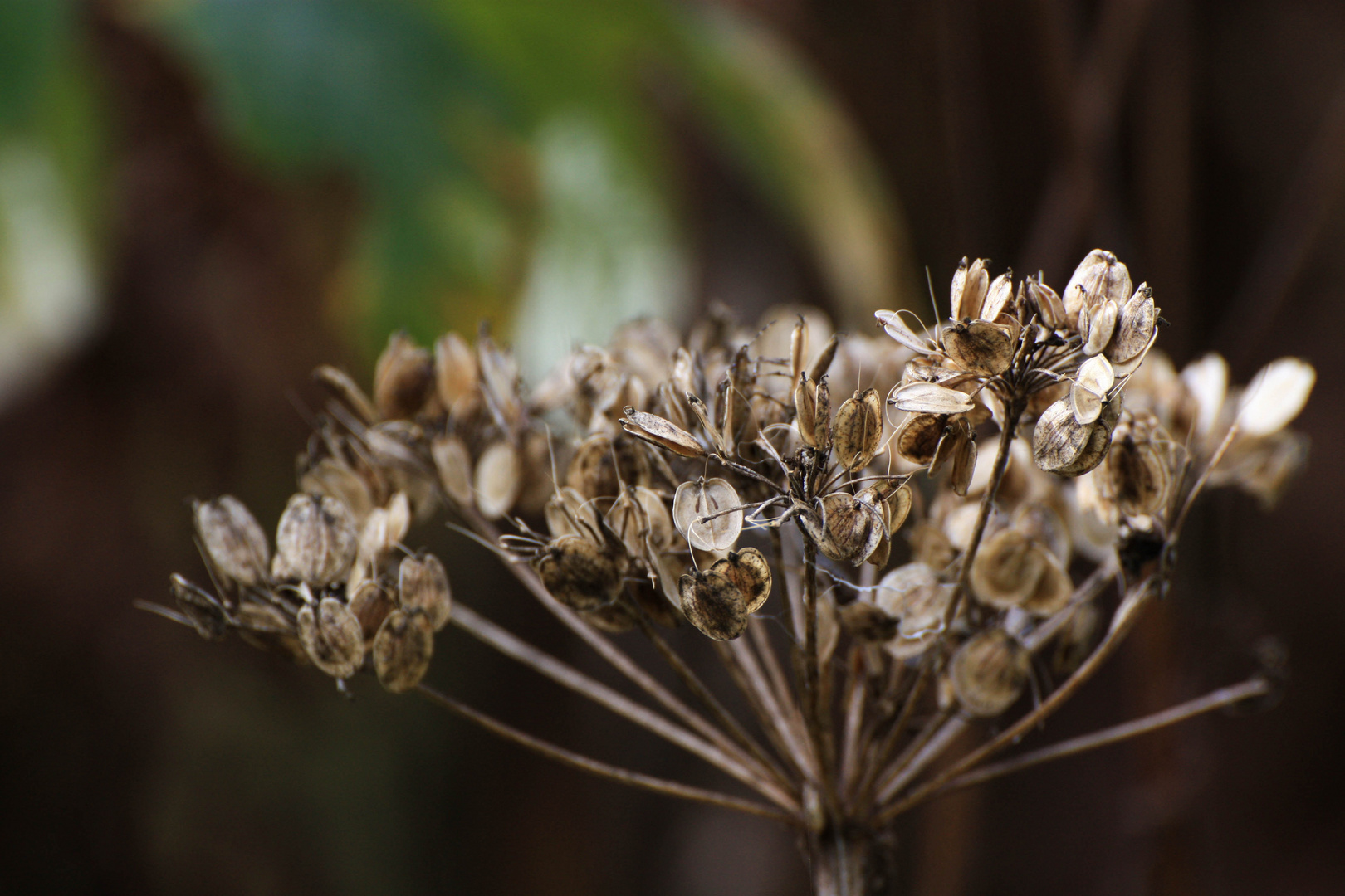 Herbstspaziergang 1