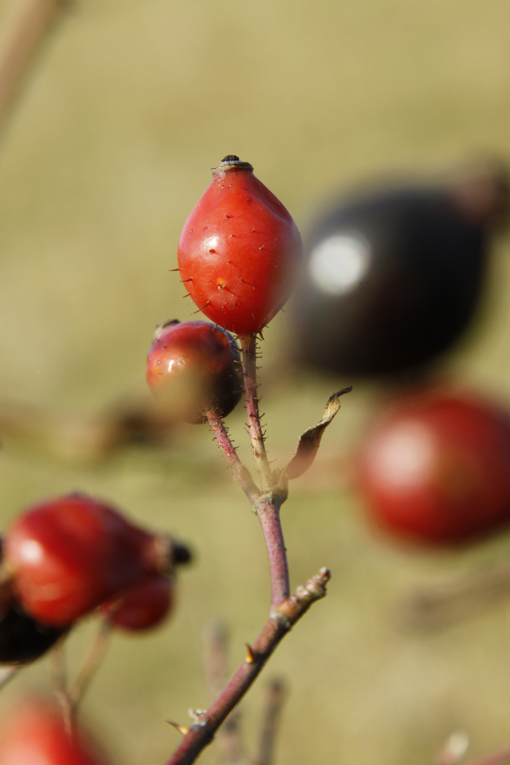 Herbstspaziergang 1