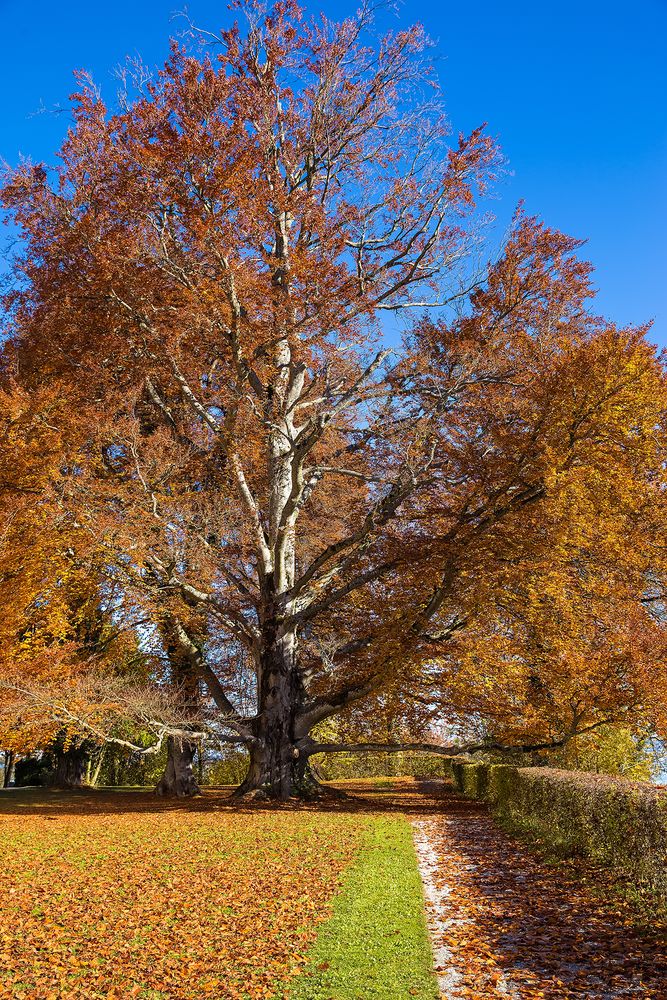 Herbstspaziergang 1