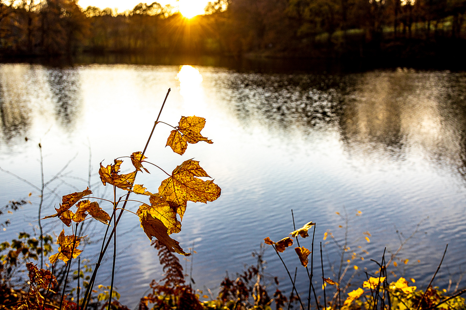 Herbstspaziergang 1