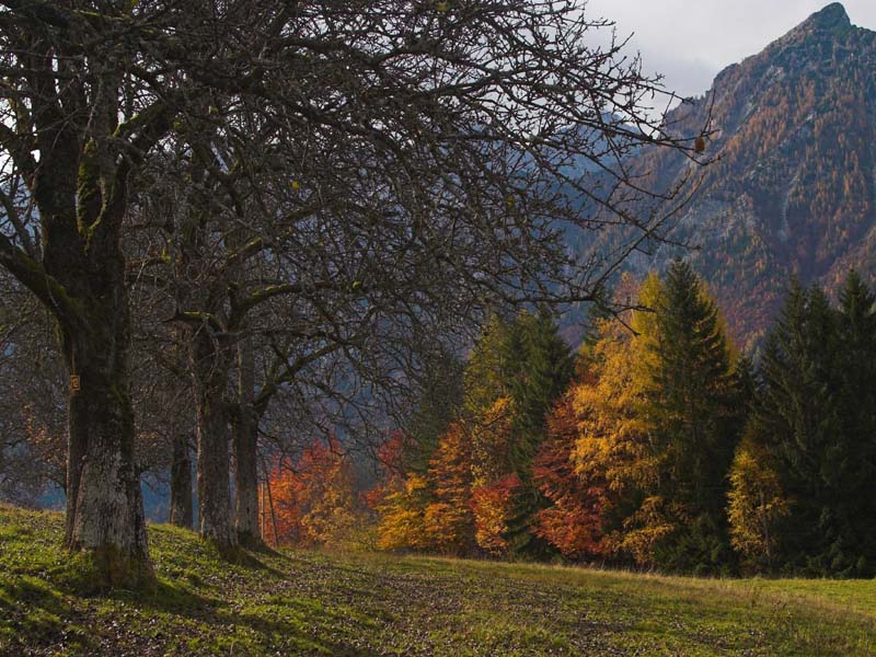 Herbstspaziergang 1