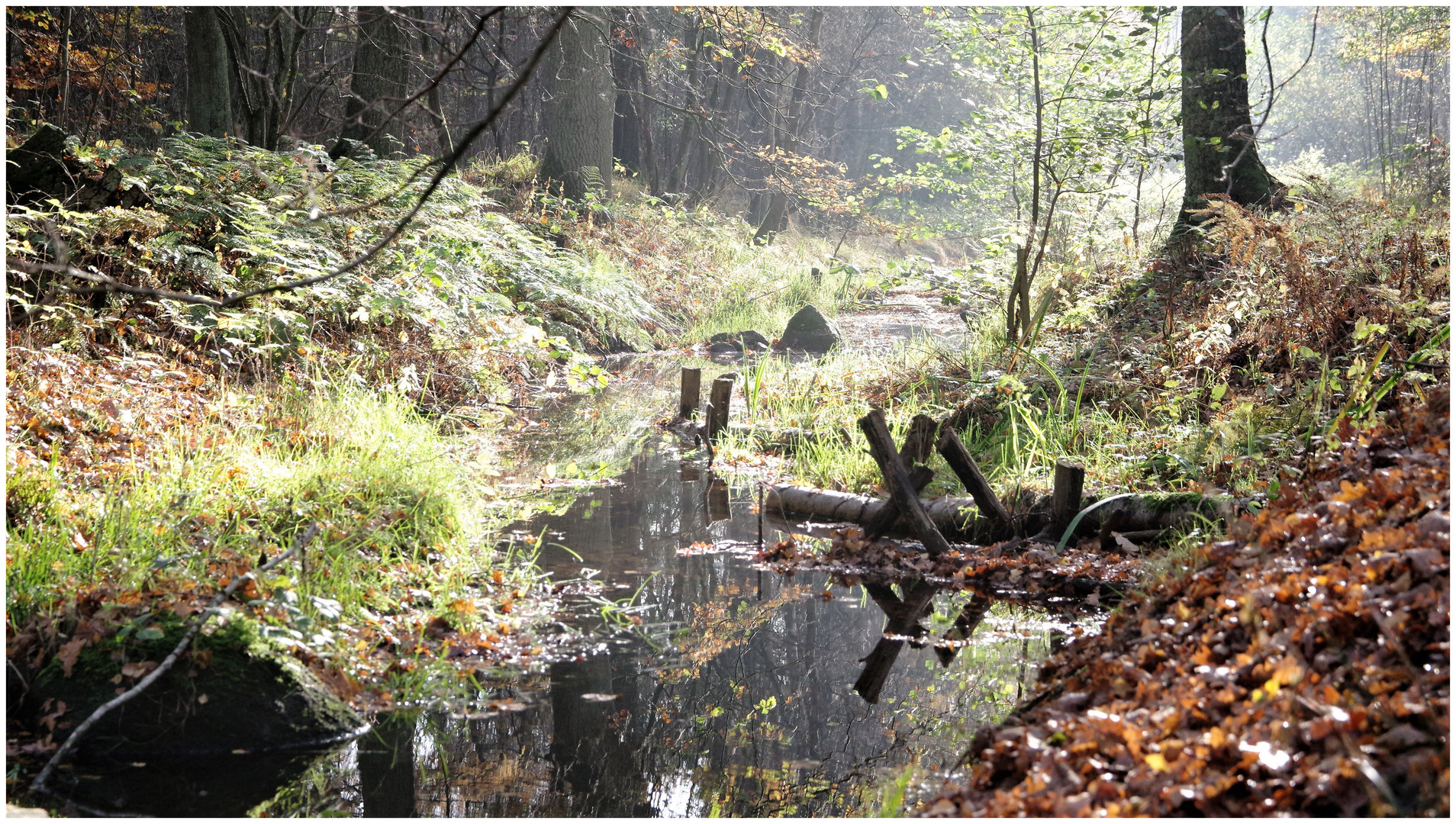 Herbstspaziergang 1