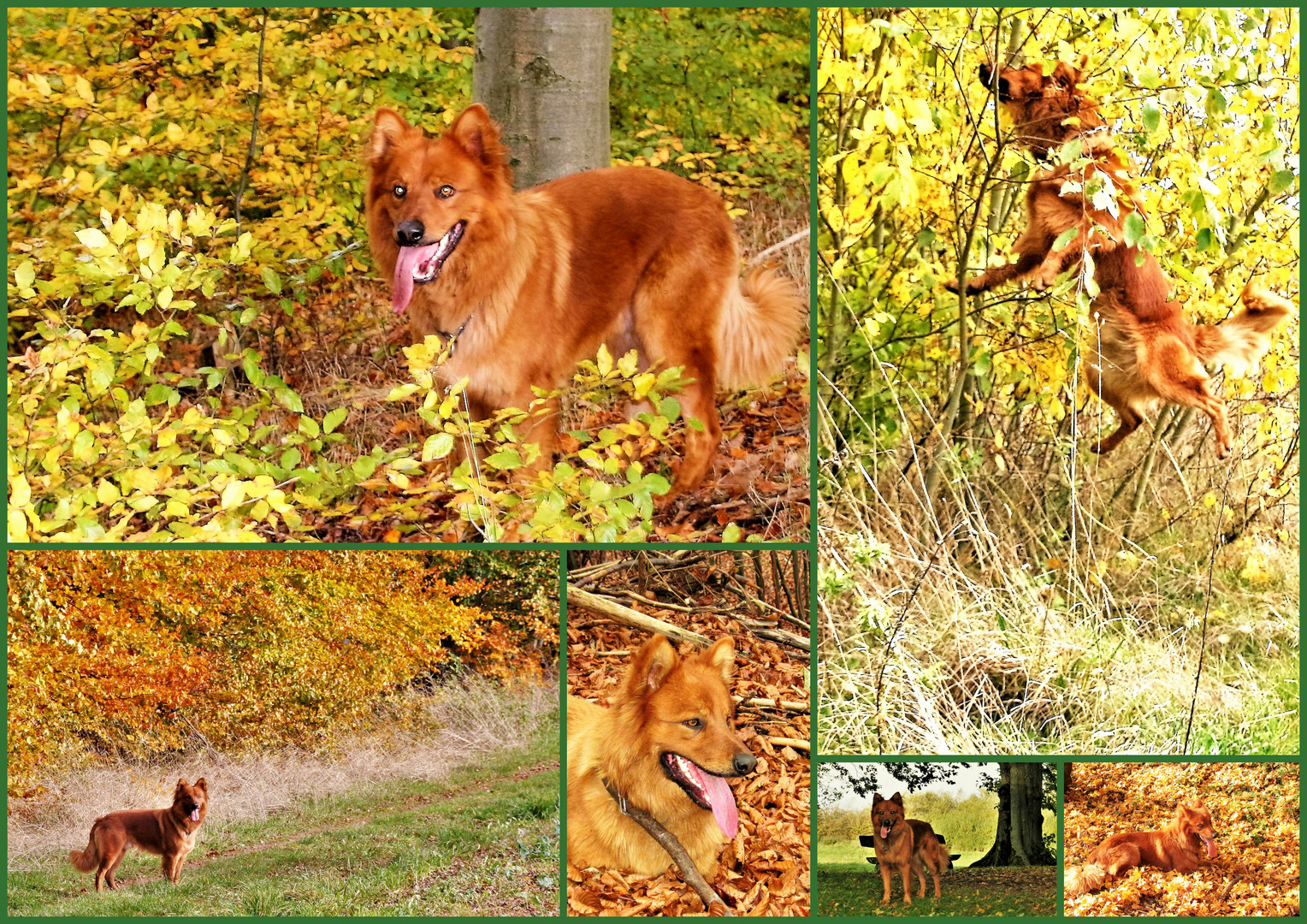 Herbstspaziergang