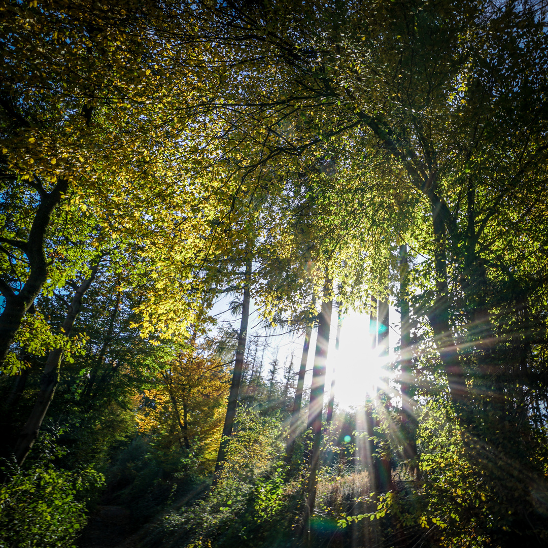 Herbstspaziergang