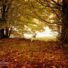 Herbstspaziergang