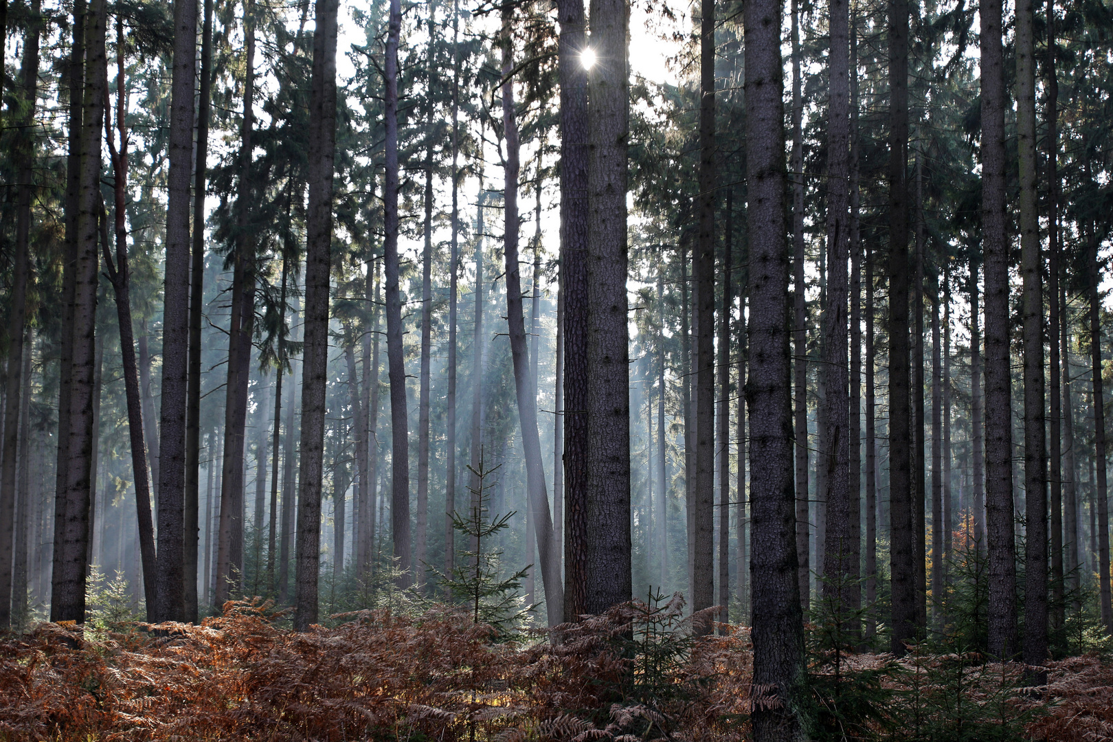 Herbstspaziergang ...