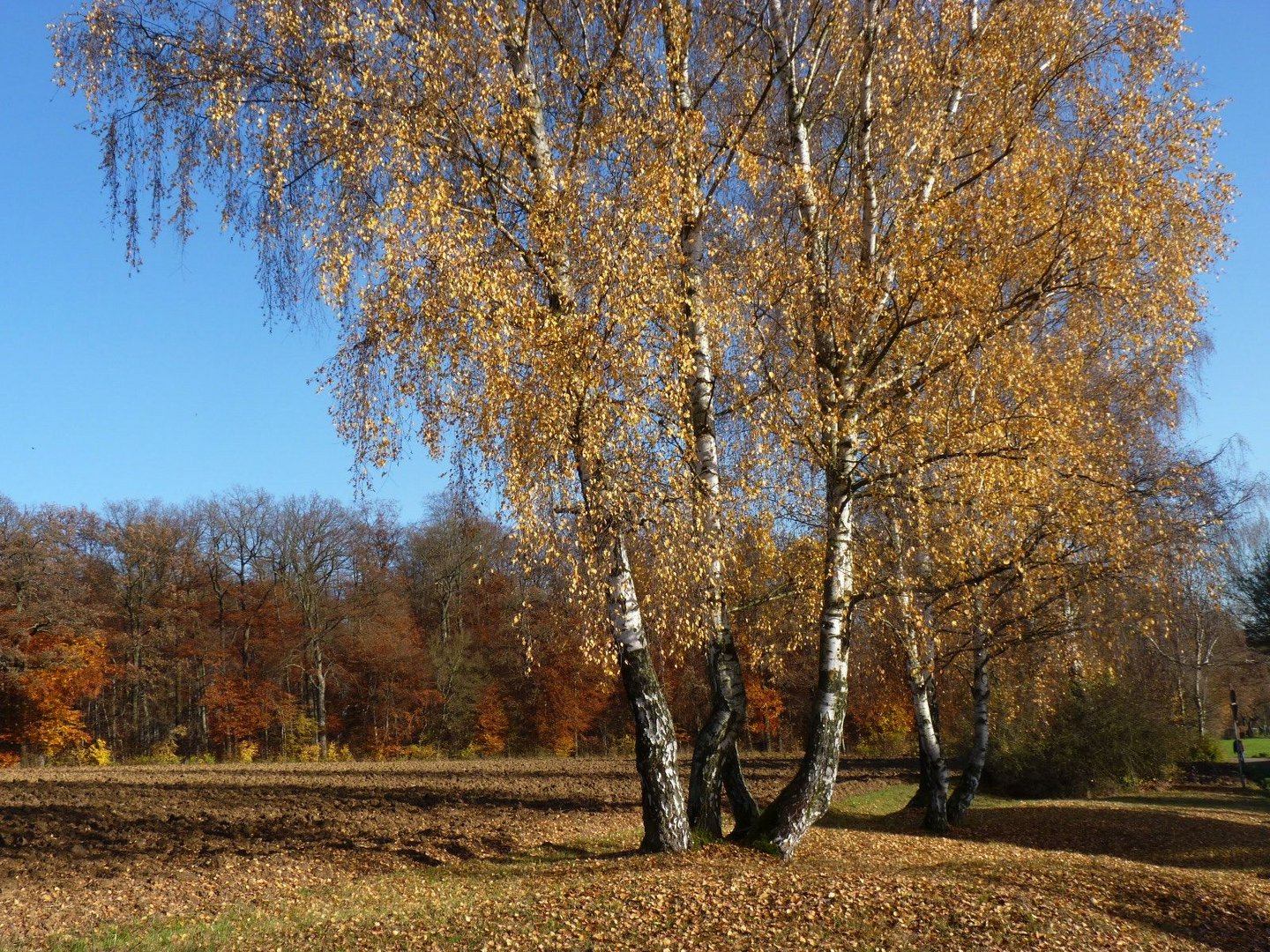 Herbstspaziergang 2