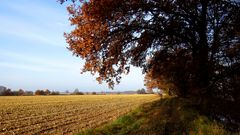 Herbstspaziergang 2