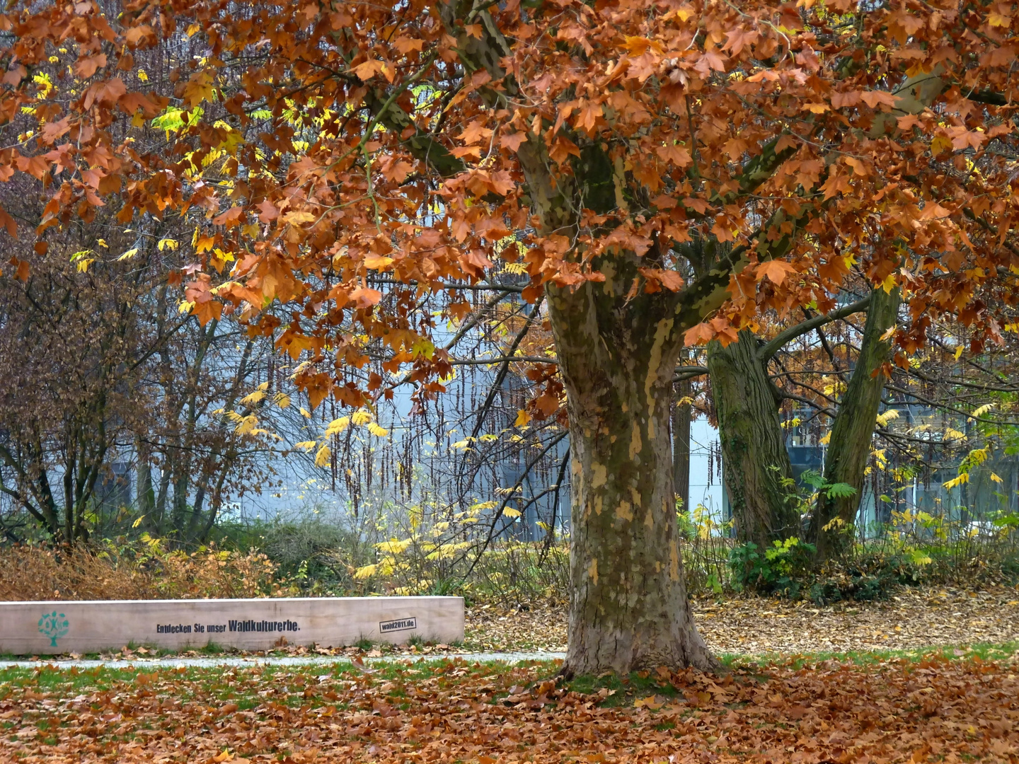 Herbstspaziergang 2