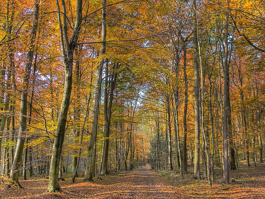 Herbstspaziergang