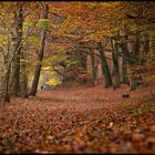 Herbstspaziergang