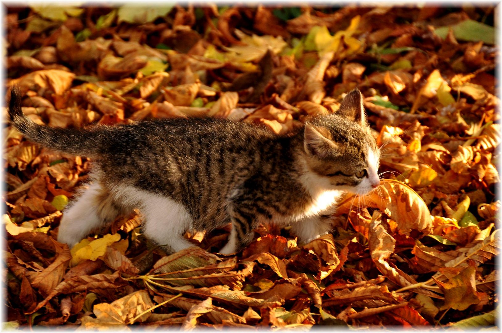 "Herbstspaziergang"