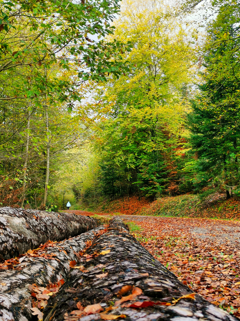 Herbstspaziergang 