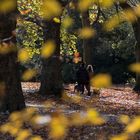 Herbstspaziergang