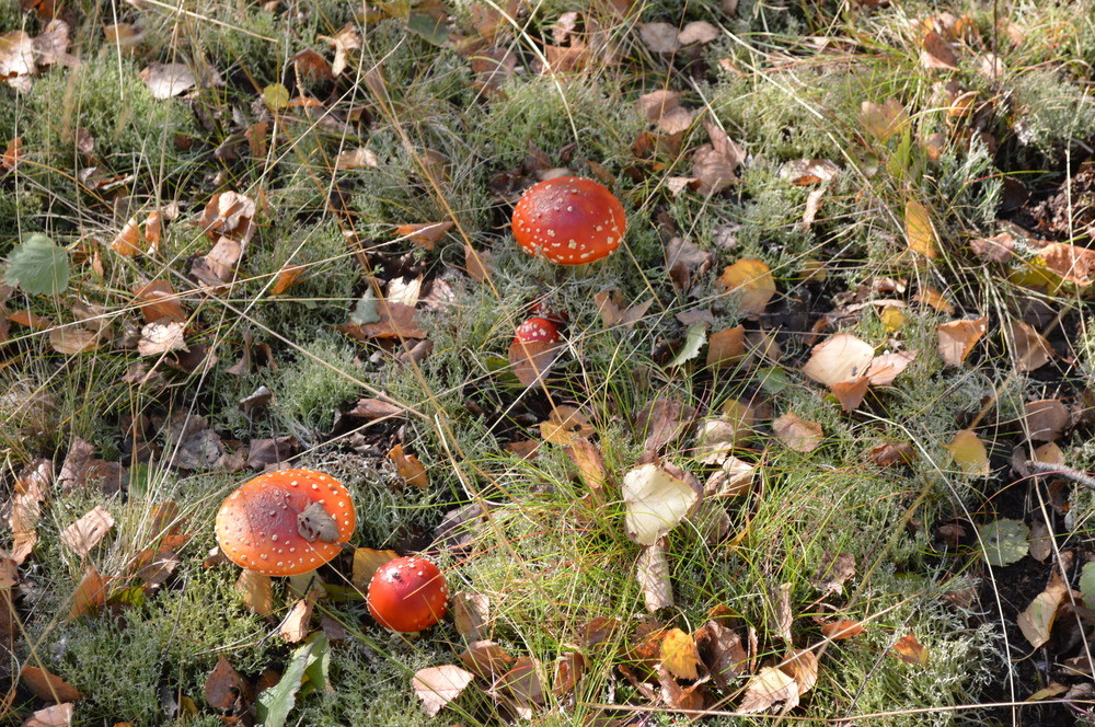 herbstspaziergang