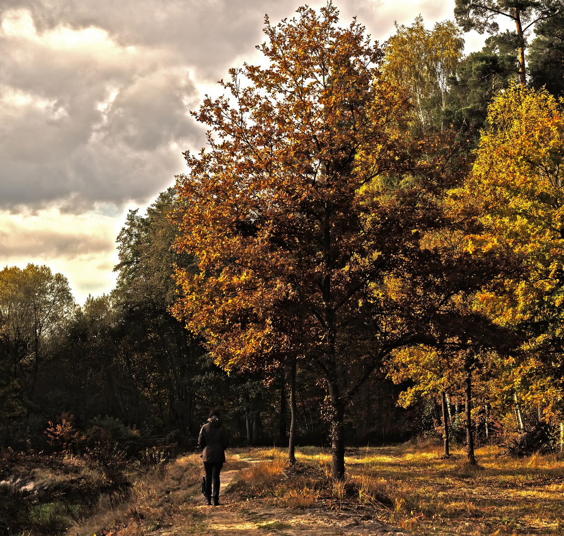 Herbstspaziergang ...