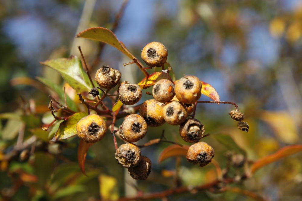 Herbstspaziergang 3