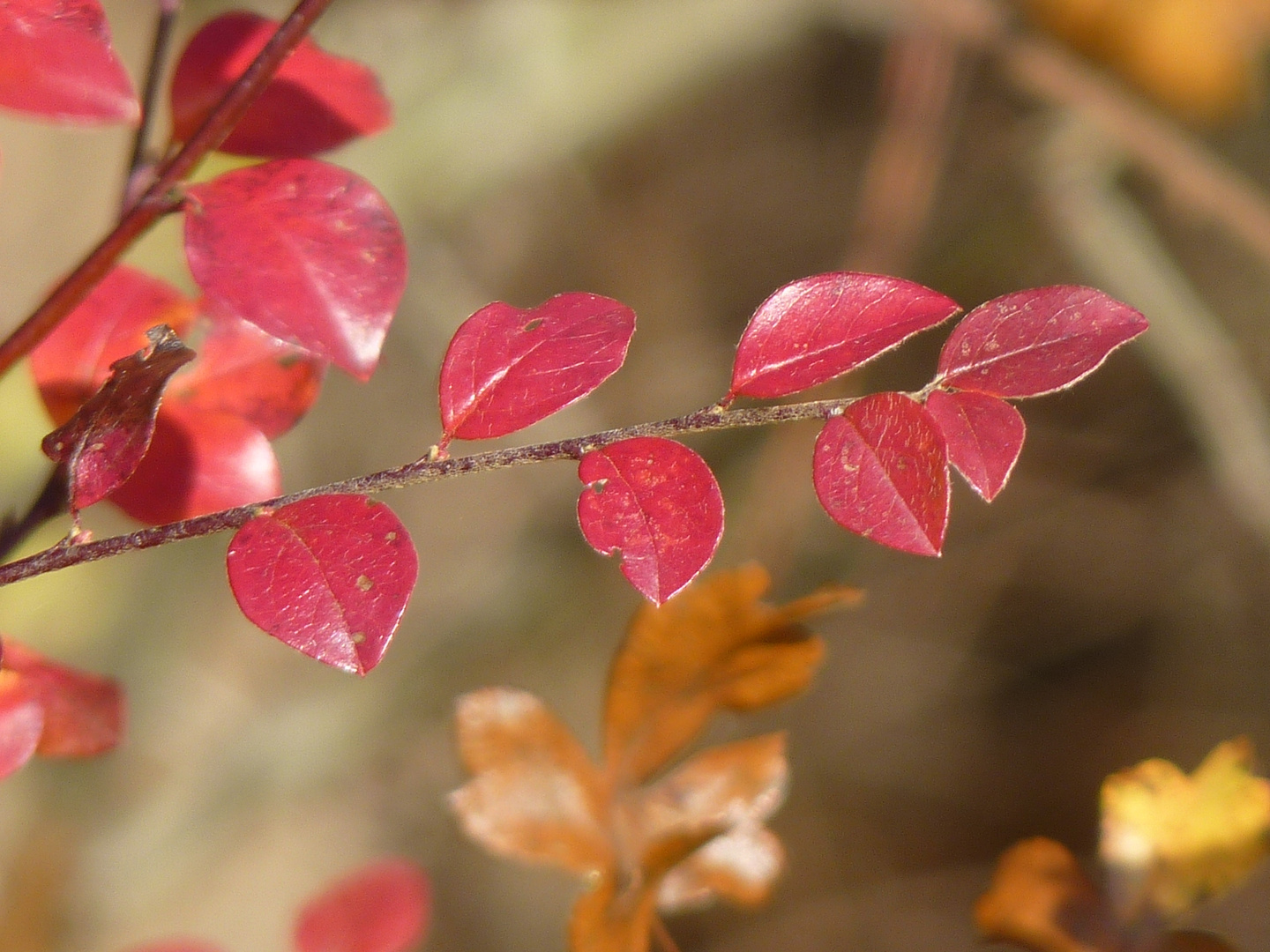 Herbstspaziergang 3