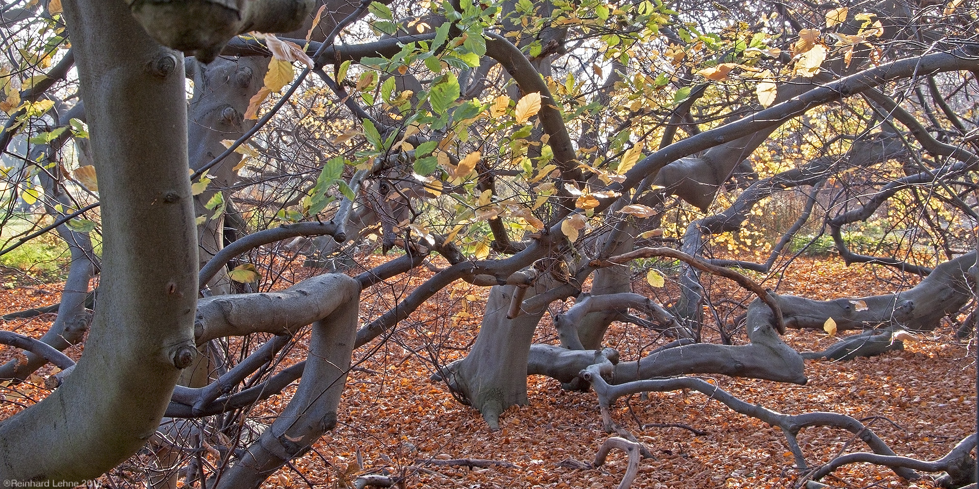 Herbstspaziergang  3