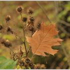 Herbstspaziergang # 3