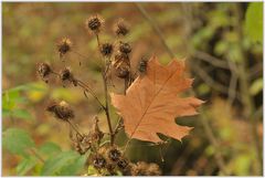 Herbstspaziergang # 3