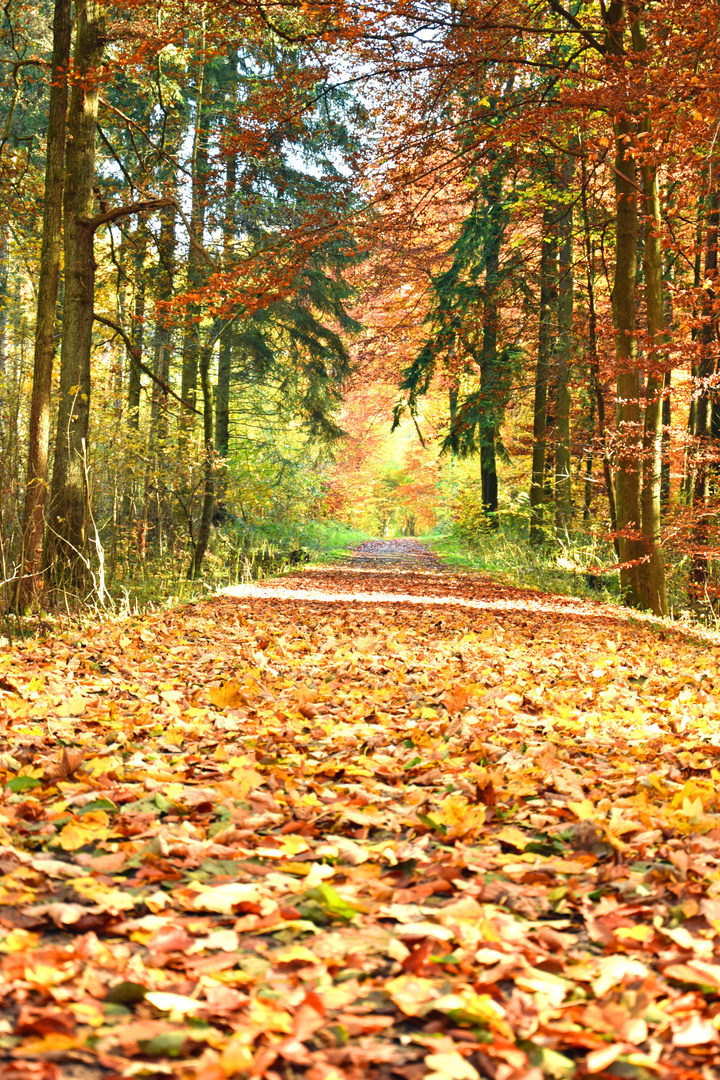 Herbstspaziergang