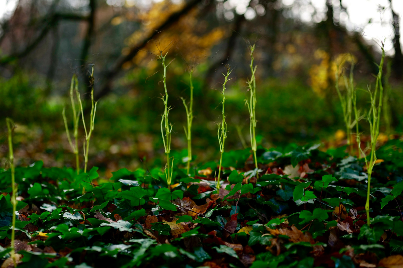 Herbstspaziergang