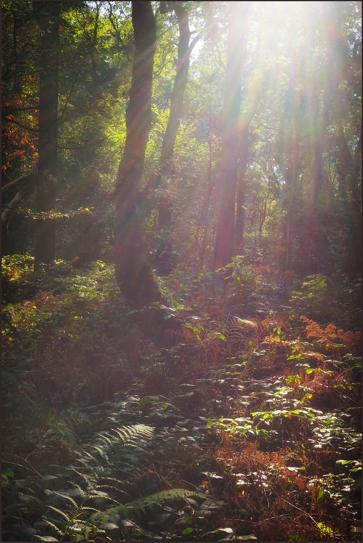 Herbstspaziergang