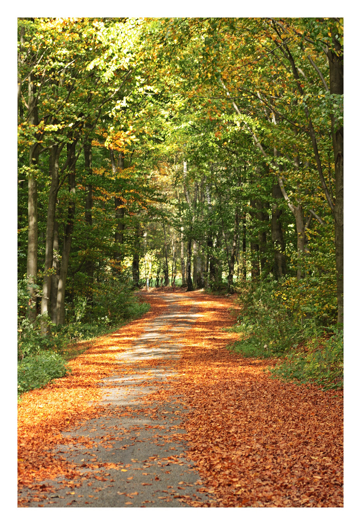 Herbstspaziergang