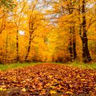 Herbstspaziergang