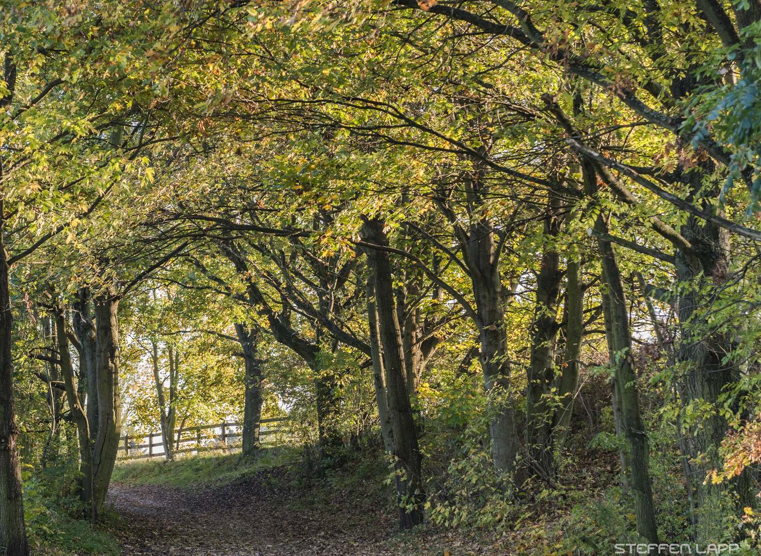 HERBSTSPAZIERGANG