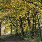 HERBSTSPAZIERGANG