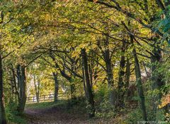 HERBSTSPAZIERGANG