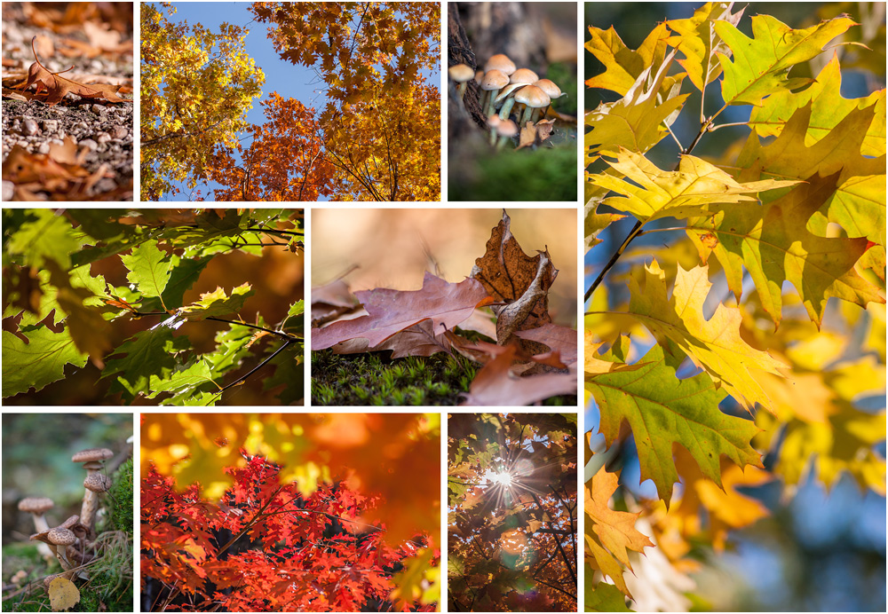 Herbstspaziergang