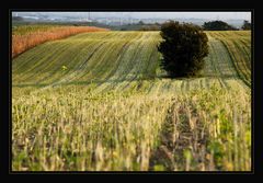 Herbstspaziergang *4*