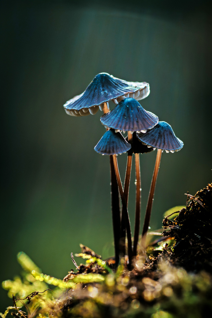 Herbstspaziergang