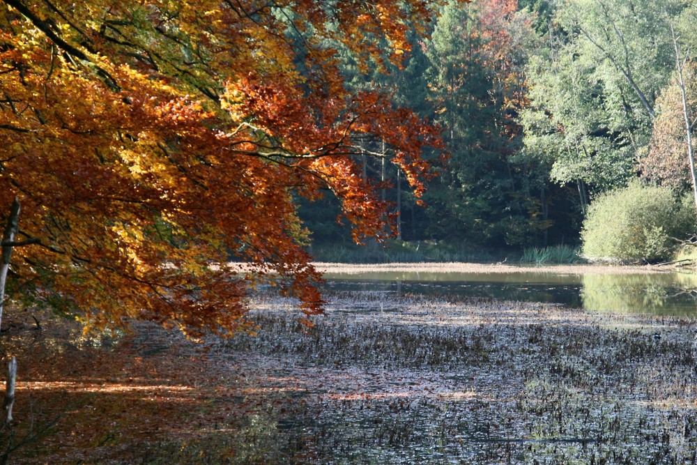 Herbstspaziergang