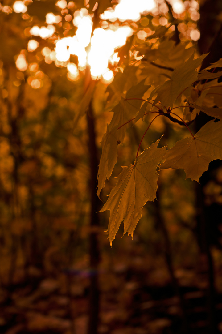 Herbstspaziergang