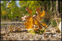 Herbstspaziergang