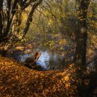 Herbstspaziergang ...