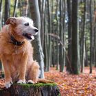 Herbstspaziergang 