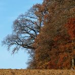 Herbstspaziergang