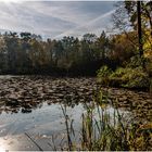 Herbstspaziergang (5) Sie hängen und schwimmen ...