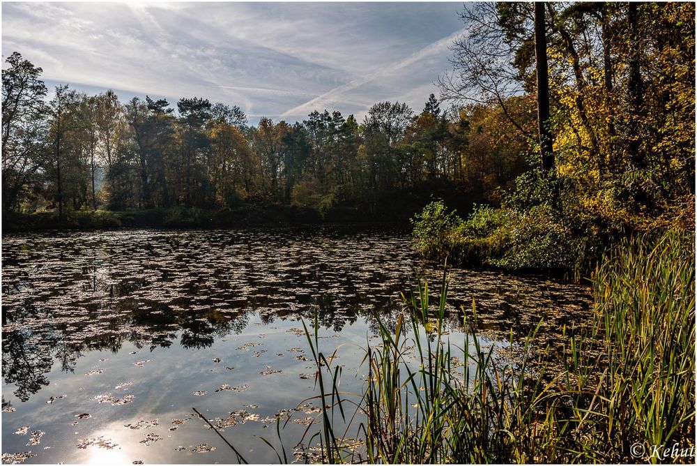 Herbstspaziergang (5) Sie hängen und schwimmen ...