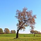 herbstspaziergang.